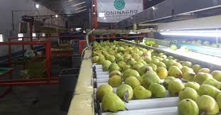 Las exportaciones de frutas frescas crecieron un 6 por ciento en relación al 2019