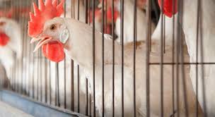 Micotoxinas, un verdadero problema