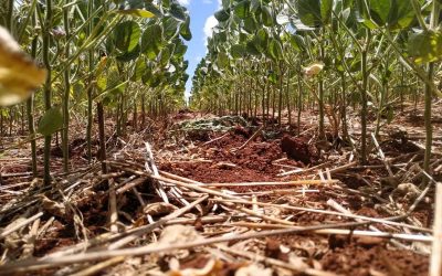 Se espera una cosecha agrícola de 129,1 millones de toneladas