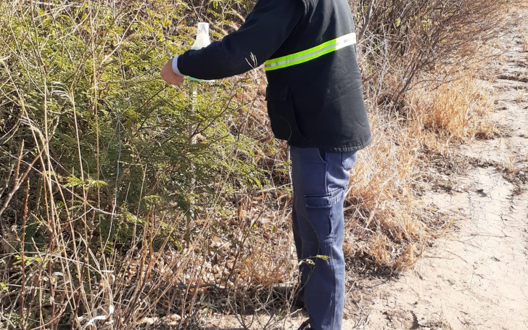 Monitoreo en la red de trampas para la plaga picudo del algodonero en la provincia de Chaco