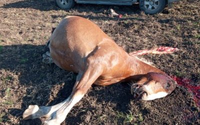 Maldad sin límite: A los gauchos peregrinos de Olavarría les carnearon un caballo que llegó a trasladar la imagen de la Vírgen de Luján
