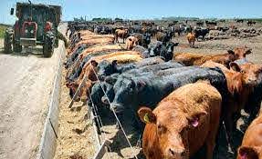 Los motivos que generaron el fuerte incremento en el precio de la hacienda