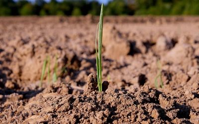 Biodiversidad del suelo: base para la producción sostenible