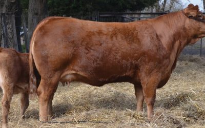 El biotipo animal ¿permite mejorar el margen de la carne?