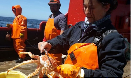 Comenzó la campaña de evaluación de centolla