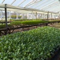 Agricultura creó el Plan Estratégico del sector de la Producción Orgánica