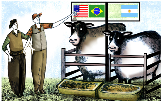 Brasil: el feedlot respalda el aumento de peso de las carcasas