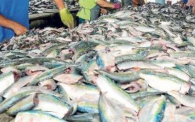 Negocio criminal y daño monetario: una colosal flota de barcos asiáticos depreda el mar argentino