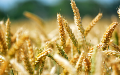 El  Ministerio de Desarrollo Agrario registró dos nuevas variedades de trigo candeal