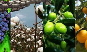 Planes de asistencia e imposibilidad de trabajar: economías regionales alertan sobre la falta de mano de obra