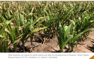 Alerta roja para el maíz temprano en la región núcleo