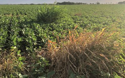 Nueva alerta roja por el Sorgo de alepo
