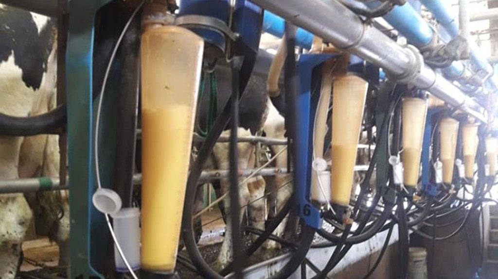 Se produce más leche por vaca