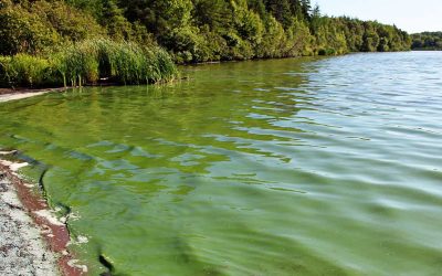 Proliferación de algas: monitorean lagos y lagunas de Argentina y el mundo