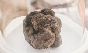 El “diamante negro” de la gastronomía ya se exporta desde Argentina