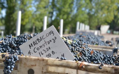 El INV y el SENASA acordaron integrar las exigencias requeridas para el transporte de uva con destino de elaboración