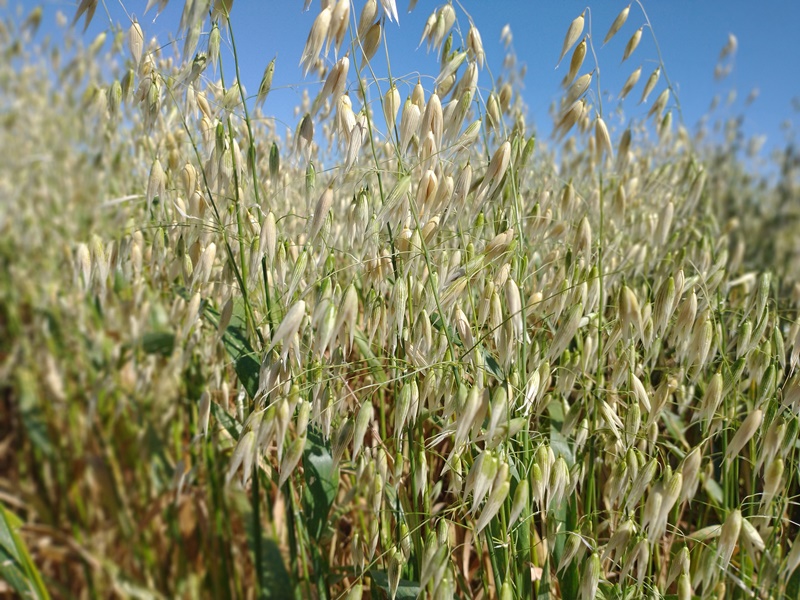 Avena: qué tener en cuenta para la siembra