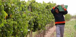 El BID financiará proyecto para mejorar la competitividad vitivinícola en economías regionales