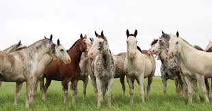 A la anemia infecciosa equina la frenamos entre todos