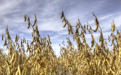 Mejoraron las expectativas de rinde en maíz tardío y en total se elevó la proyección a 46 millones de toneladas
