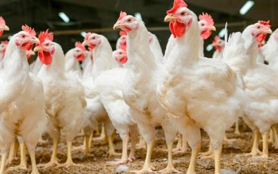 El consumo aparente de carne aviar avanzó un 2,9% en 2020