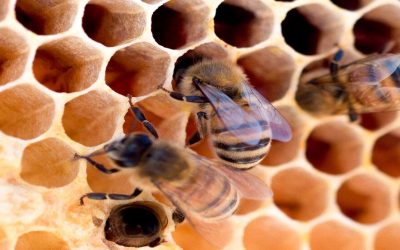 Crecieron un 48% las exportaciones apícolas