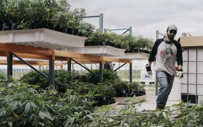 Los legisladores de Nueva York acordaron legalizar el uso recreativo de la marihuana