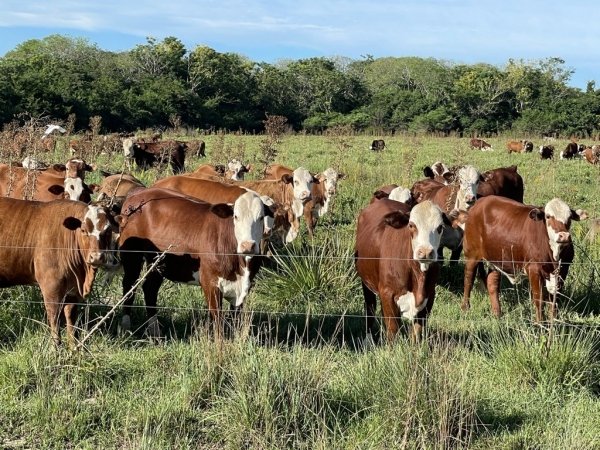 Gestionando el pasto casi duplicaron la producción de terneros