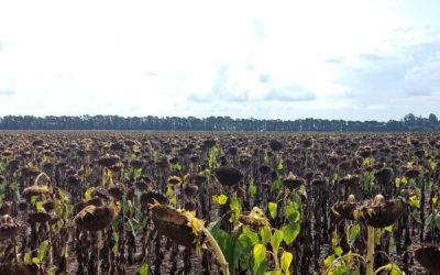 La revancha del NEA: Gracias al empuje del mercado internacional el girasol es un fiesta a pesar de los obstáculos internos
