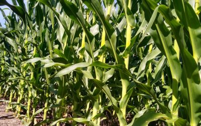¿Cómo viene el maíz en el sur de Santa Fe? Lo analizan productores junto a semilleros y técnicos del INTA