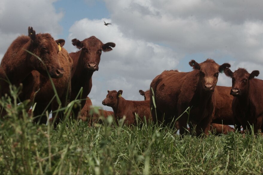 En el Gobierno afirman tener un principio de acuerdo con frigoríficos y se reanudarían exportaciones de carne vacuna