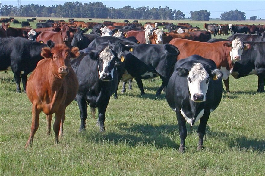 Vacas con “currículum”: proponen que tengan un chip electrónico