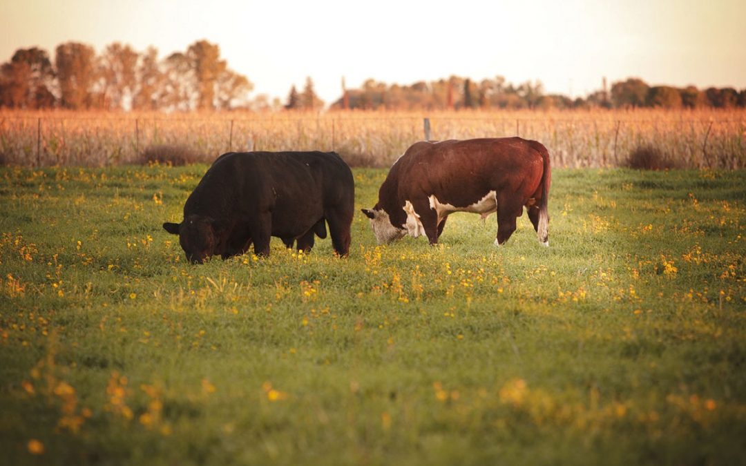 Argentina logró la reapertura del mercado para exportar genética bovina a Uruguay