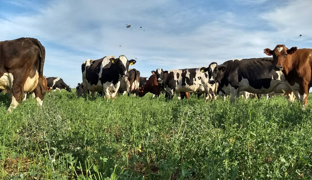 El Inta Lechero puso el foco en una eficiente implantación de las pasturas