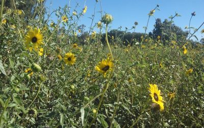 Evalúan el uso de aceites esenciales para el control de plagas