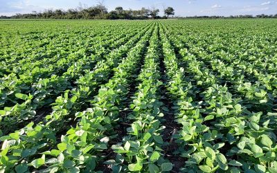 En Chaco, la brecha productiva en soja es del 42 %