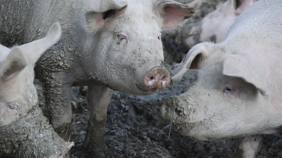 Triquinosis: producción y consumo consciente