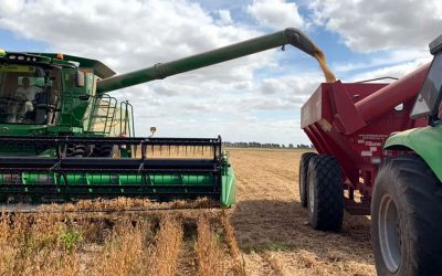 Servicios de cosecha para la gruesa suben más del 50%