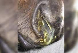 Por foco de rinoneumonitis equina en Europa, Argentina reforzó controles de importación