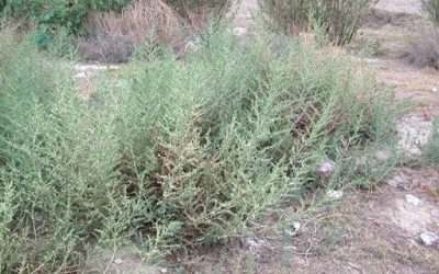 Alerta: Resistencia a glifosato en Cardo Ruso (Salsola tragus)