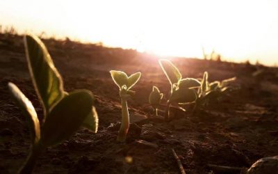 Presentación de los manuales sectoriales de oleaginosas del Programa Argentino de Carbono Neutro
