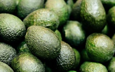 Chile: Superficie de aguacate plantado en región de Valparaíso crece más de 6%