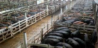 Advierten que el Gobierno está interviniendo en el Mercado de Liniers