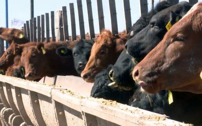La suba de la invernada profundiza las pérdidas en los feedlots y cae el encierre