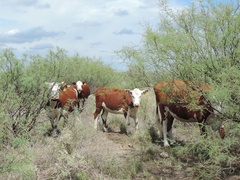 Con buen manejo del rodeo, se pueden reducir un 30 % las emisiones de GEI