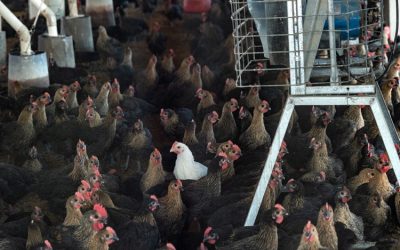 Según nuevo estudio, la tasa de mortalidad de gallinas libres de jaulas declina con el tiempo