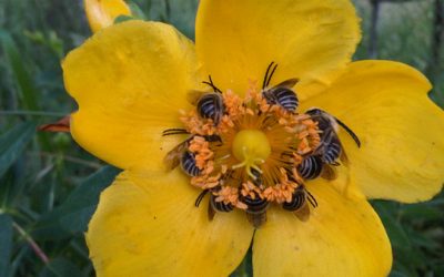 Punto de mira: siete frutas y hortalizas para las abejas