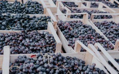 Exportaciones peruanas crecen 13.7% en el primer trimestre de 2021 con alza en uvas