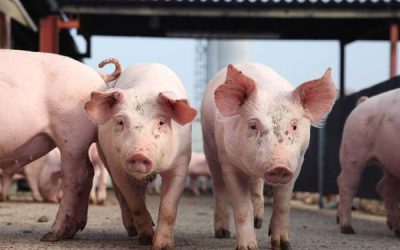 Prevenir la triquinosis para evitar riesgos y cuidar la salud de los consumidores