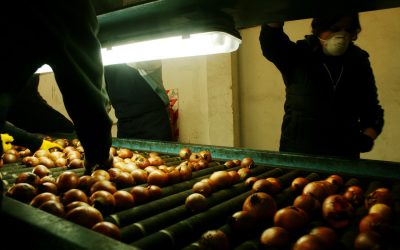 Nueva medida de calidad y sanitaria para la exportación de cebolla a Paraguay